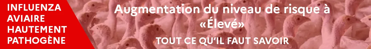 Influenza aviaire hautement pathogène : la France place son territoire en niveau de risque « élevé » pour renforcer la protection des élevages avicoles